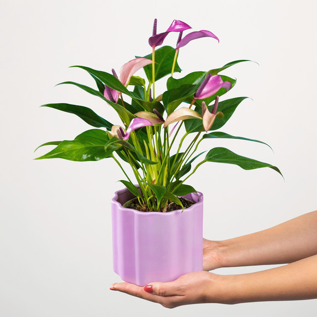 BLUME2000 Tischdeko Flamingo in Lila, Höhe: 35,0 cm, Breite: 12,0 cm, Tiefe: 12,0 cm - Bild 1