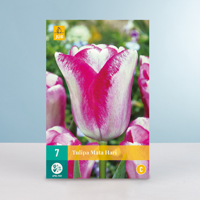Tulpenzwiebel Mata Hari Einfach Späte Tulpe von BLUME2000, 7 Stück - Bild 1