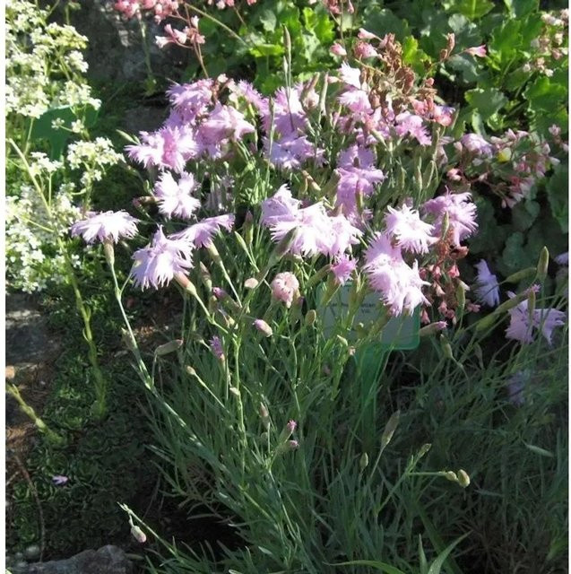 Pfingstnelke Whatfield Wisp Dianthus gratianopolitanus in Pink als mehrjährige Staude für Steingärten und Naturgärten - Bild 1