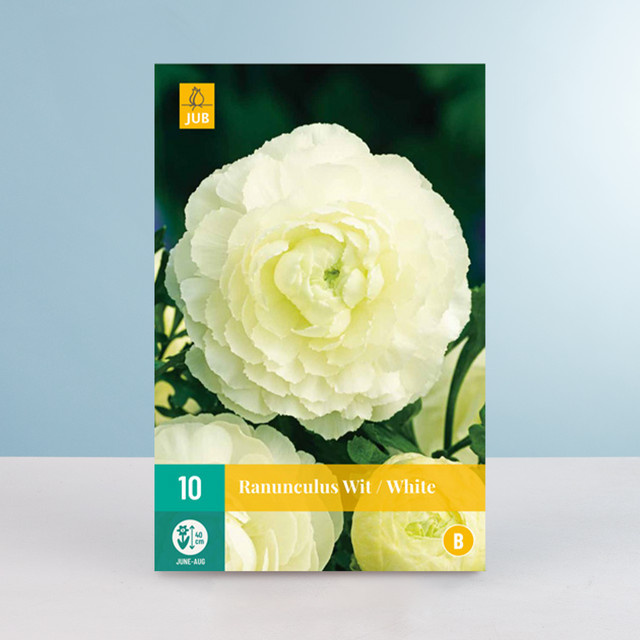 Ranunkel Knollen weiß von BLUME2000, 10 Stück - Bild 1