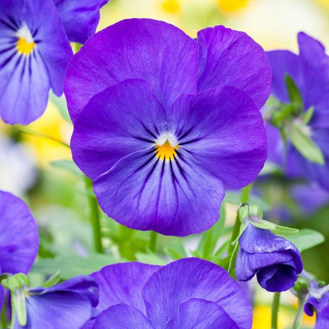 Blaues Hornveilchen als mehrjährige Zierpflanze von Mein schöner Garten Shop - Bild 1