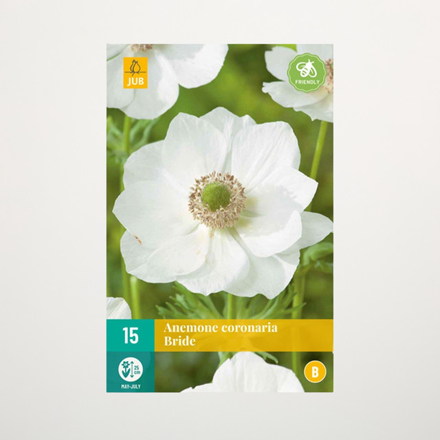 Anemone Bride Knollen für Beete, 15 Stück von BLUME2000 - Bild 1
