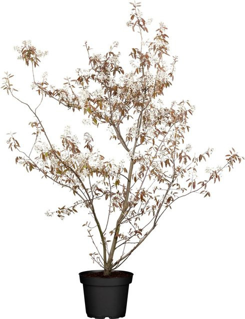 GROW by OBI Felsenbirne Amelanchier Weiß Großstrauch im Topf, Höhe: ca. 55 cm - Bild 1
