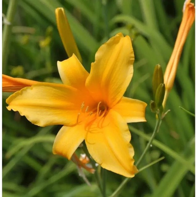 Orange Taglilie Hemerocallis cultorum als mehrjährige Staudenpflanze für Beet und Garten von Nr-01.de - Bild 1