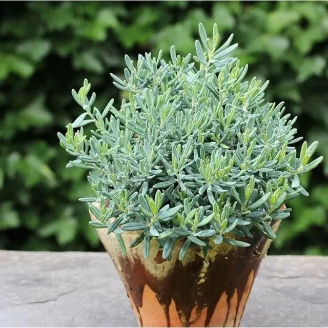 Lavendelheide Blue Lagoon Andromeda polifolia Stauden in Pink, Silber und Blau - Bild 1