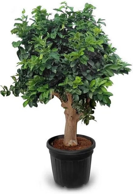 Sunny-Tree Zitronenbaum Citrus Limon Fruchtbildender Obstbaum, Höhe: 240 cm - Bild 1