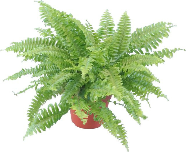 GROW by OBI Schwertfarn Nephrolepis Zimmerpflanze im Topf Ø ca. 12 cm - Bild 1