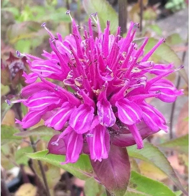 Monarda fistulosa Monarde von Nr-01.de als mehrjährige Staude für Rabatten, Staudenbeete und als Schnittblume - Bild 1