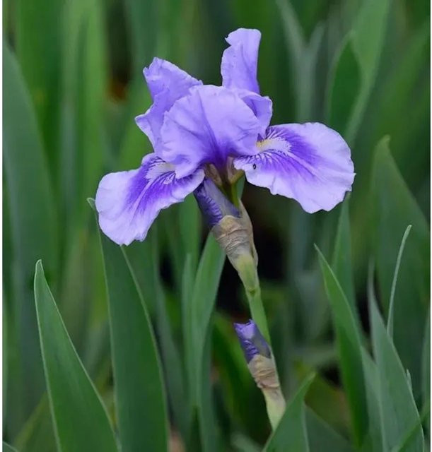 Mittelhohe Schwertlilie Bedtime Story Iris barbata in Lila als Beetpflanze - Bild 1