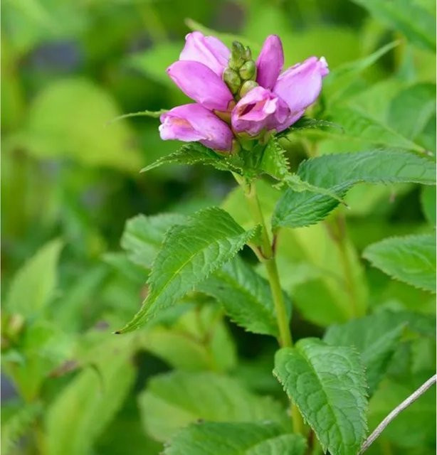 Chelone lyonii Schlangenkopf Hot Lips - Mehrjährige Pflanze in Pink - Bild 1