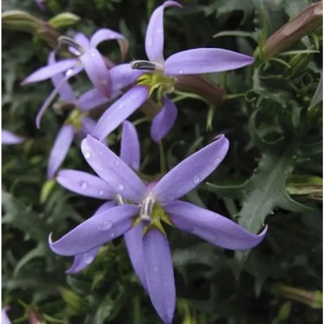 Pratia pedunculata Bubikopf County Park Blaue Bodendecker-Pflanze für Garten, Balkon und Steingärten - Bild 1