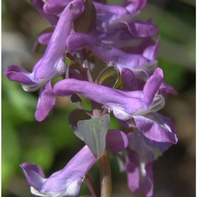 Rosa Lerchensporn Corydalis cava als rosa Blühende Staude für deinen Garten - Bild 1