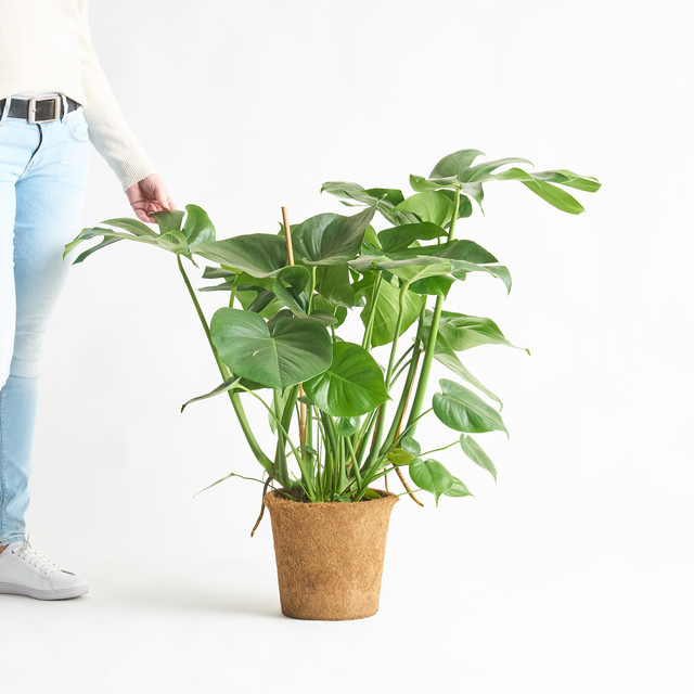 Monstera Deliciosa Zimmerpflanze von BLUME2000 in Grün (Tabletop) - Bild 1