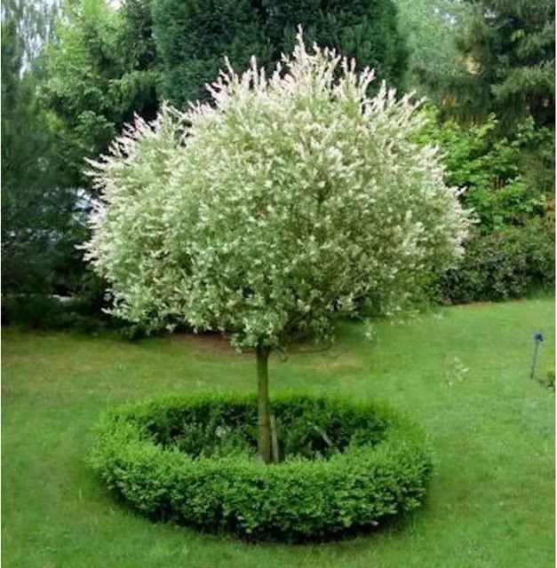 Hochstamm Zierweide Hakuro Nishiki Salix integra für deinen Garten, Höhe: 80-100 cm - Bild 1