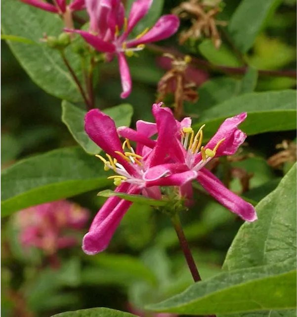 Tataren Heckenkirsche Arnold Red Lonicera tatarica Strauch, Höhe: 60-80 cm - Bild 1