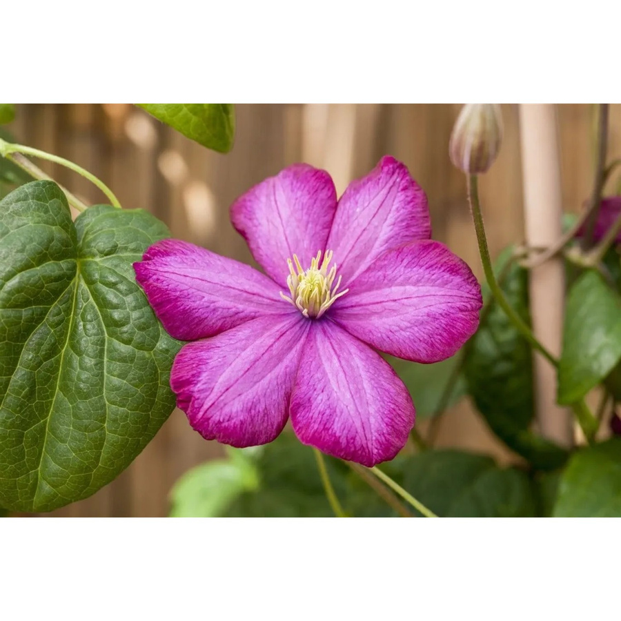 Clematis Hybride Ville De Lyon Waldrebe in Karminrot, Höhe: 80–100 cm - Bild 2