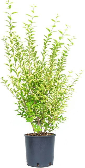 GROW by OBI Ligustrum ovalifolium Goldliguster Strauch als Heckenpflanze, Höhe: ca. 90 cm - Bild 1