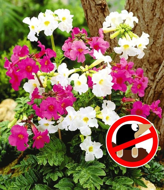Incarvillea Blüten-Mix - Bild 1