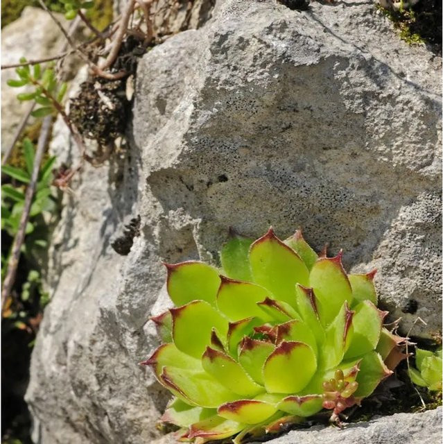 Sempervivum cultorum Dachwurz Grünspecht grüne Staude für den Garten - Bild 1