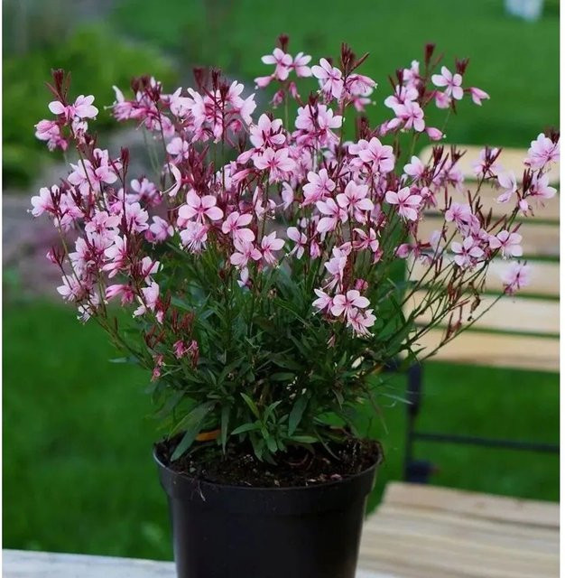 Prachtkerze Crimson Butterflies Gaura lindheimeri als rosa mehrjährige Staude für deinen Garten - Bild 1