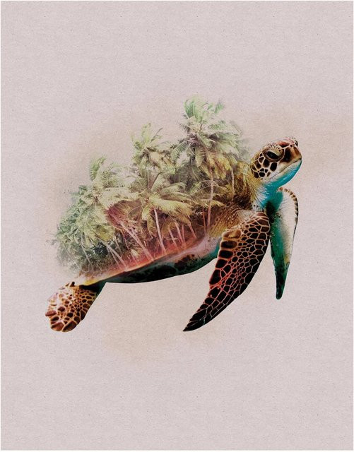 Komar Wandbild Animals Turtle Paper Poster, Multicolor, Breite: 40 cm, Höhe: 50 cm - Bild 1