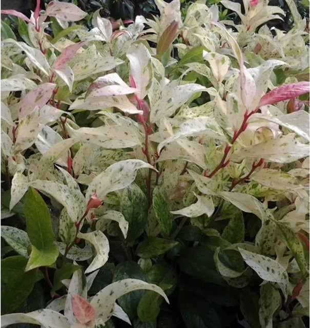 Leucothoe walteri Hokuspokus Traubenheide Pflanze für Garten und Friedhof Höhe: 30-40 cm - Bild 1