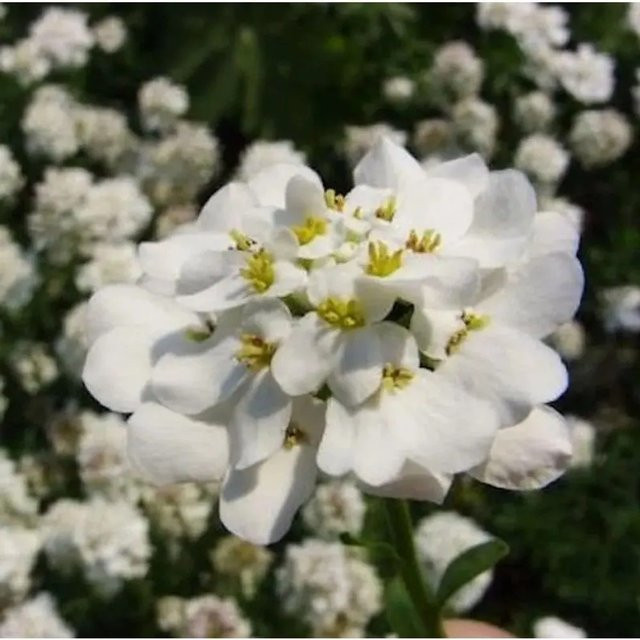 Schleifenblume Findel Iberis sempervirens als weißer Bodendecker für Steingärten und Beete - Bild 1