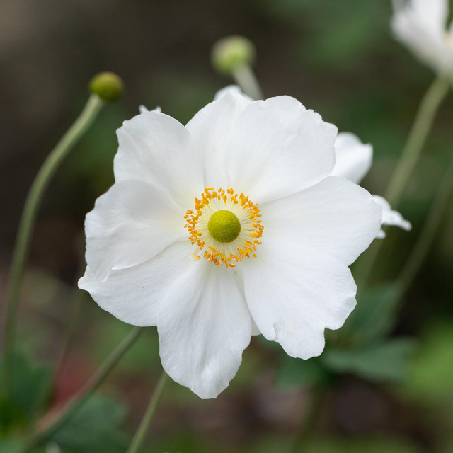 BIO Herbst-Anemone Honorine Jobert von BLUME2000, 3 Stück - Bild 1