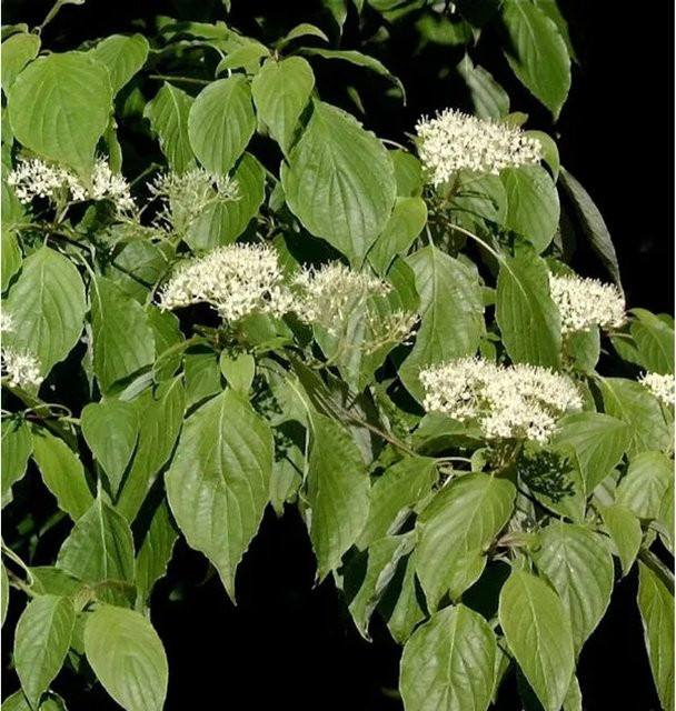 Pagoden Hartriegel Cornus controversa Green Carpet für den Garten - Bild 1