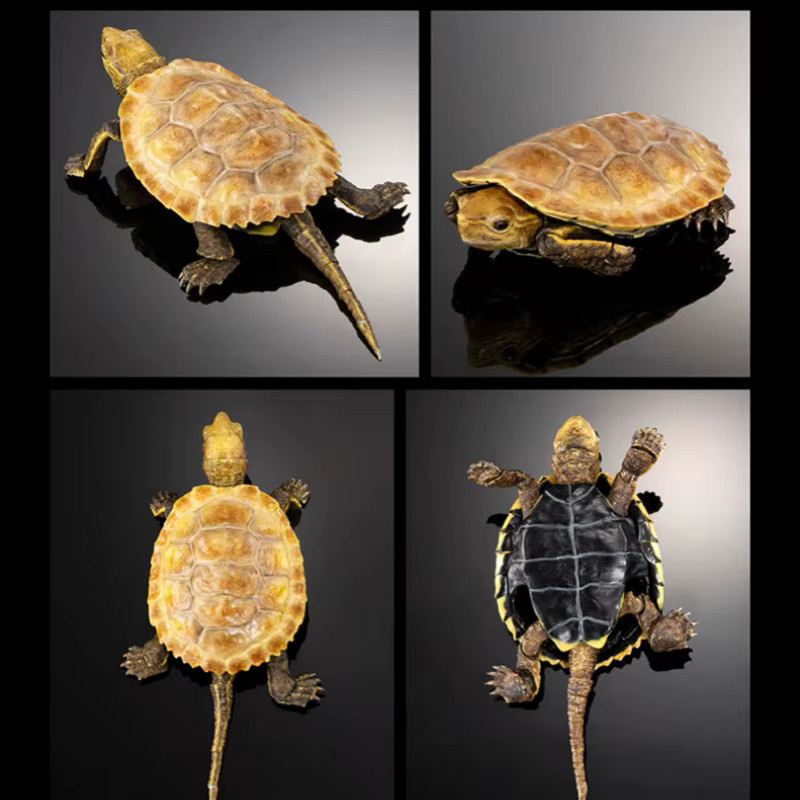 Bandai Biologische Enzyklopädie Gashapon Schildkröte, Modell Tiere - Bild 2