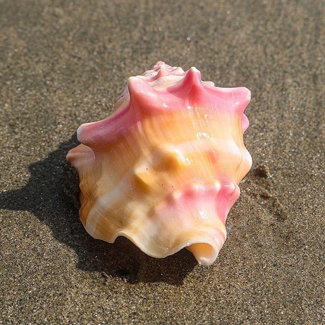 Großes Muschel-Handwerk-Ornament in Pink für deine Haus- und Aquariumdekoration - Bild 1