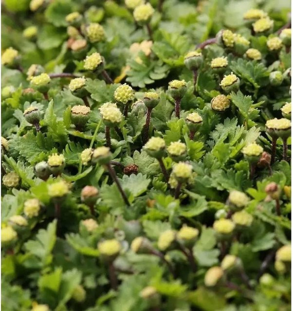 Leptinella dioica Fiederpolster Minima - Grüner Bodendecker für Steingärten und Rasenersatz - Bild 1
