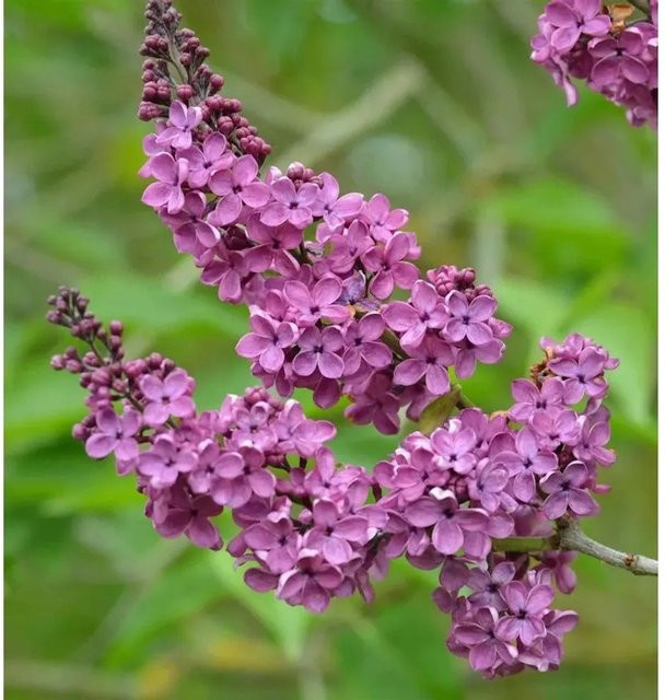 Edelflieder Syringa vulgaris Ludwig Späth in Lila als Zierstrauch für den Garten - Bild 1