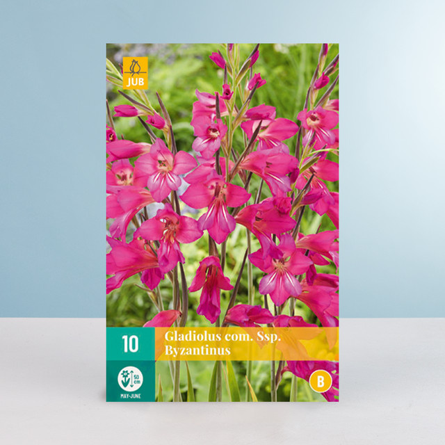 Winterharte Wildgladiole von BLUME2000 mit 10 Knollen für deinen Garten oder Blumenkübel - Bild 1