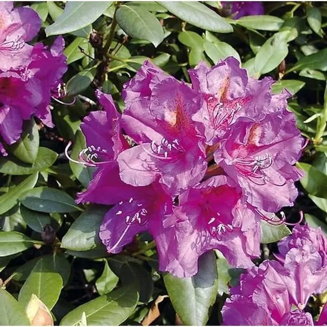 Großblumiger Rhododendron Lee's Dark Purple Alpenrose in Lila, Höhe: 50-60 cm - Bild 1