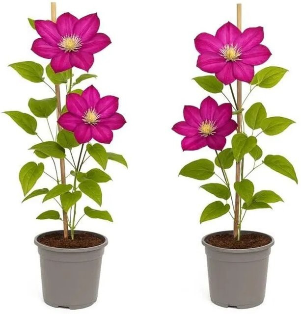 Exotenherz Clematis Ville De Lyon Kletterpflanze 2er Set in 11cm Topf, lila-gelb-rosa - Bild 1