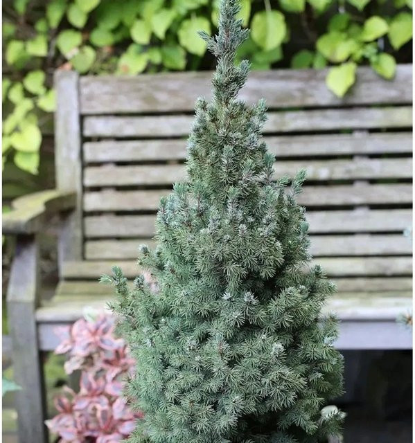 Zwerg Zuckerhut Fichte Sanders Blue Picea glauca, Höhe: 50-60 cm - Bild 1