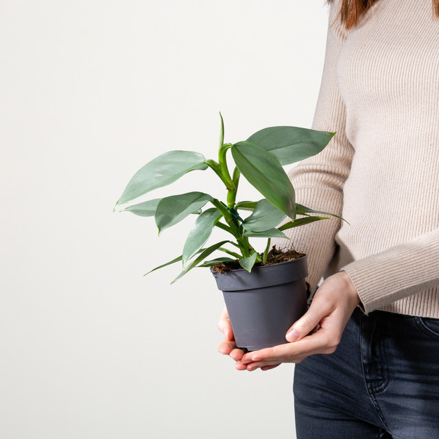 Philodendron hastatum Silver Sword von BLUME2000, Zimmerpflanze in Silber und Grün - Bild 1