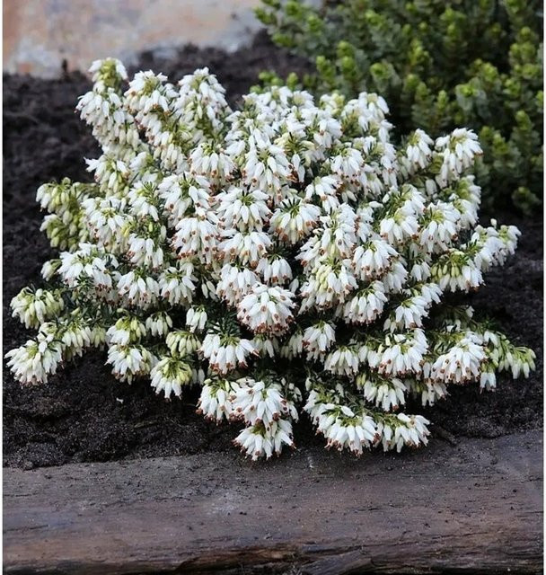 10x Winterheide Kathy Erica carnea für Balkon und Heidegarten - Bild 1