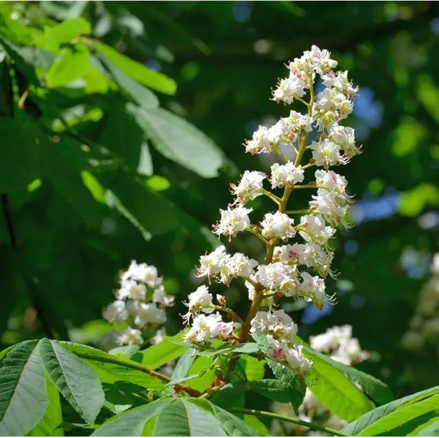 Rosskastanie Aesculus hippocastanum als pflegeleichter Zierbaum, Höhe: 40-60 cm - Bild 1