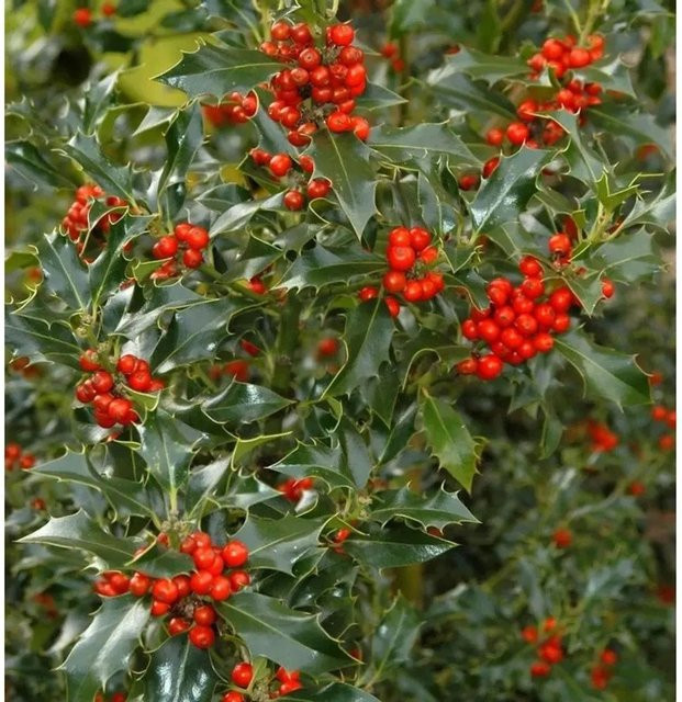 Gemeine Stechpalme Ilex aquifolium von Nr-01.de in Grün, Höhe: 60-80 cm - Bild 1