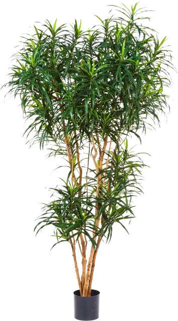 Künstlicher Drachenbaum Helmut von Aplanta, Höhe: 180 cm - Bild 1