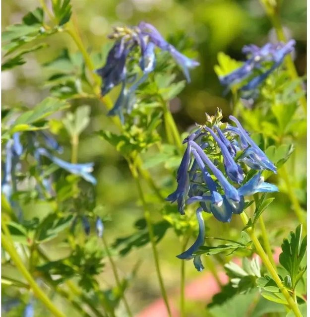 Corydalis elata Lerchensporn Spinners Blaue Staude als Bodendecker - Bild 1
