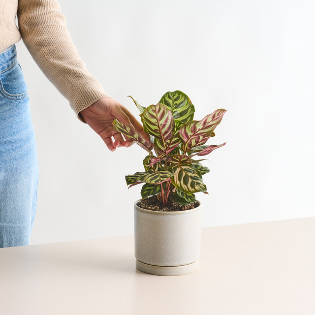 Calathea Makoyana Zimmerpflanze von BLUME2000 in Grün mit ovalen, gefleckten Blättern - Bild 1