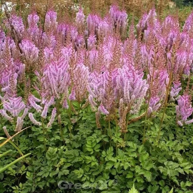 Astilbe chinensis Prachtspiere Superba in Pink von Nr-01.de - Bild 1