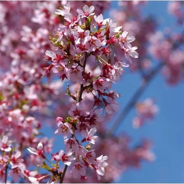 Zierkirsche Okame Prunus in Pink, 60-80 cm Höhe - Bild 1