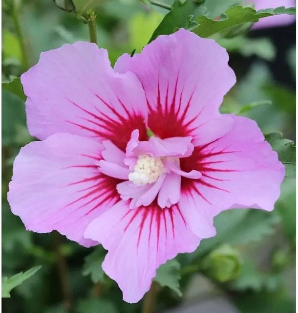 Garteneibisch Maike Hibiscus syriacus Nr-01.de in Weinrot/Rotviolett/Purpur mit einer Höhe von bis zu 60 cm - Bild 1