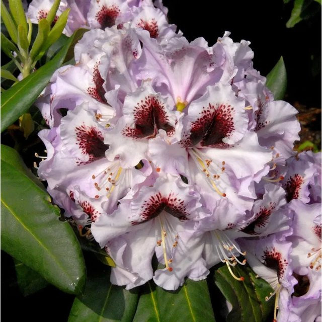 INKARHO Rhododendron Pinguin Alpenrose in Pink, großblumiger Strauch - Bild 1