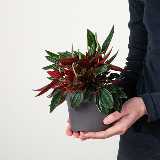 Peperomia Rosso Zimmerpflanze von BLUME2000 in Grün und Rot mit herzförmigen Blättern - Bild 1