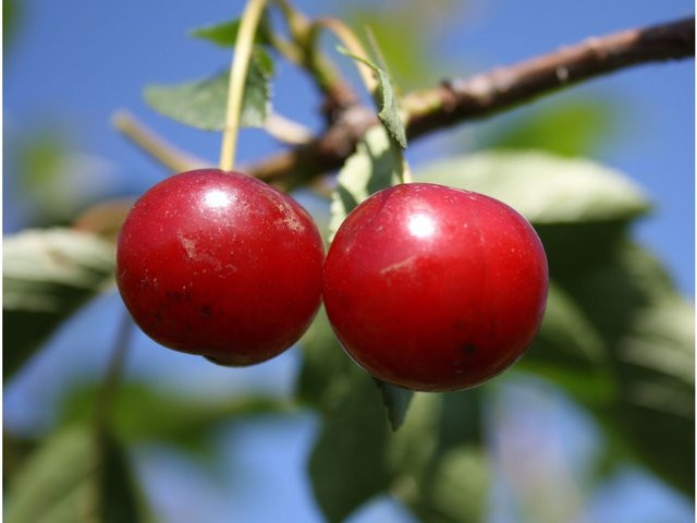 Sauerkirsche Topas Prunus cerasus wurzelecht Obstbaum - Bild 1